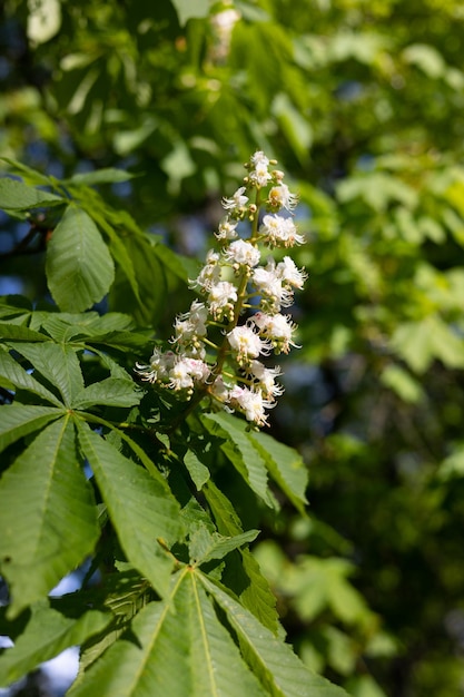 Foto un ramo di castagno in fiore da vicino