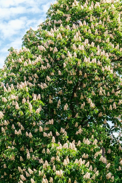 Blossoming chestnut tree Aesculus hippocastanum in park