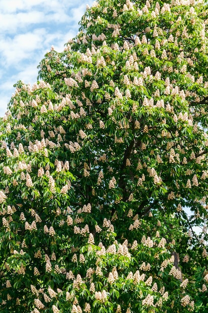 Цветущий каштан Aesculus hippocastanum в парке