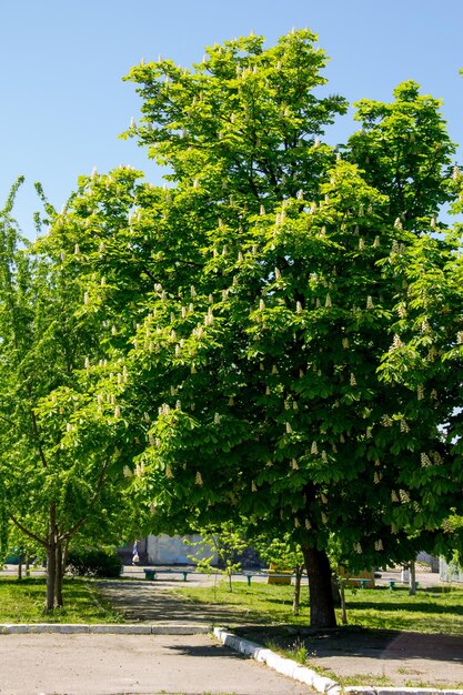 Photo blossoming chestnut tree aesculus hippocastanum in park