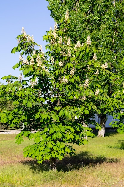 공원에서 꽃이 만발한 밤나무 Aesculus hippocastanum