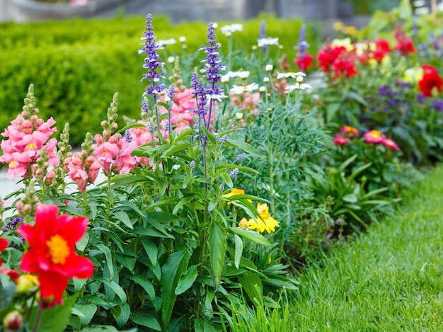 Blossoming colorful flowerbeds in summer city park