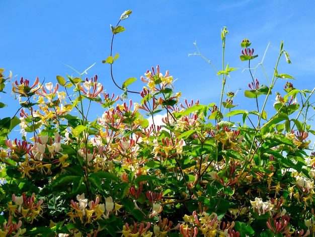 空に咲く色とりどりの花