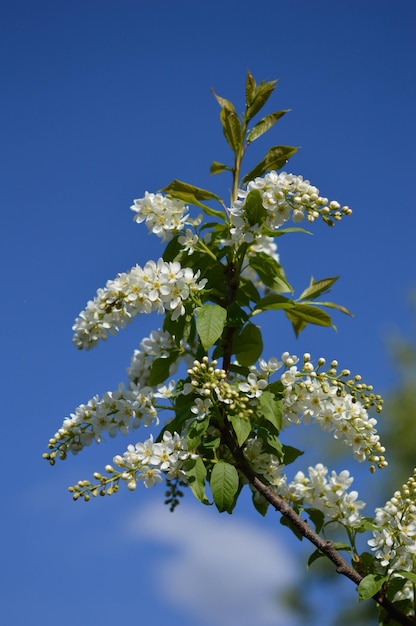 Blossoming common white lilac flower in nature