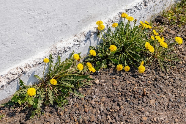 Blossoming dandelion plants growing in crack of white wall
