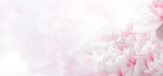 Blossoming delicate peony background,  pastel and soft floral background with copy space. Banner.