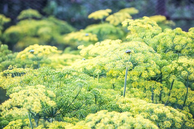 開花するディル。フェンネルベッド