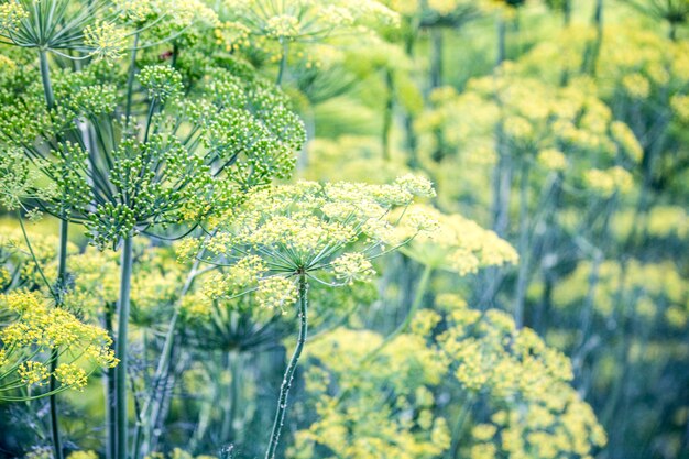 写真 開花するディル。フェンネルベッド