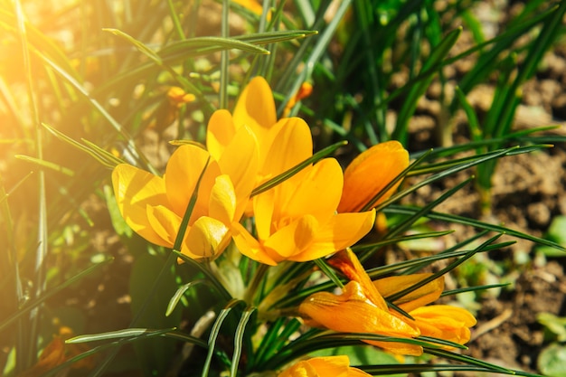 春の庭のクローズアップで開花する花のつぼみ