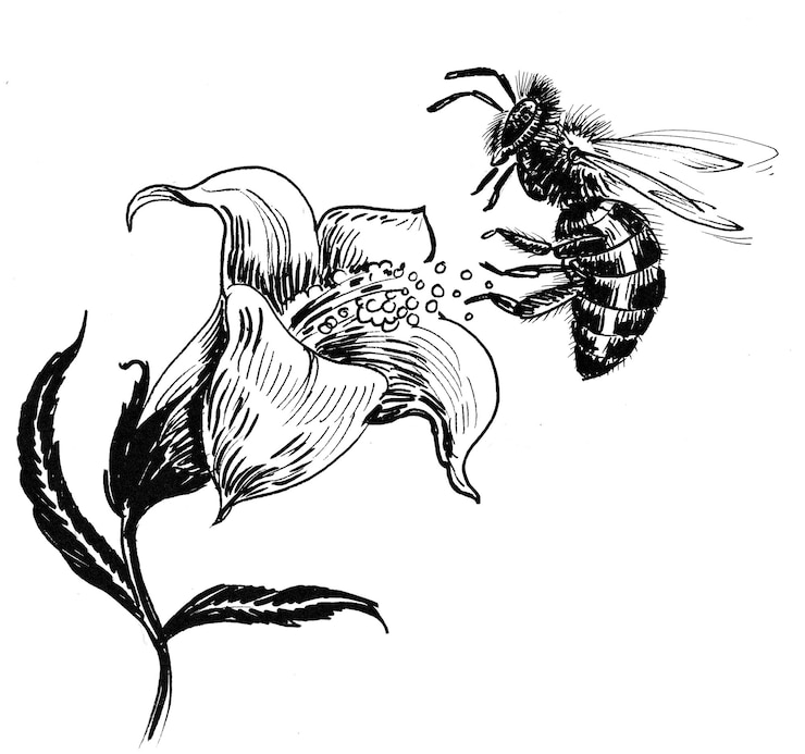 Photo blossoming flower and flying bee. ink black and white drawing