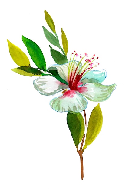 Blossoming flower on white background. Watercolor painting