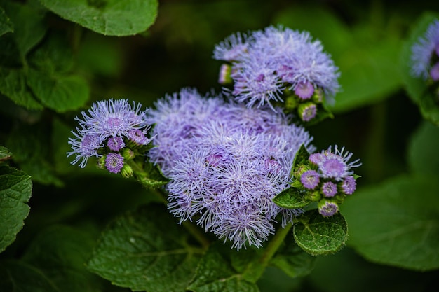 Blossoming flower of wild burdock on a sunny summer day Closeup