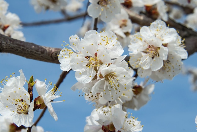 Fiori sboccianti dell'albero di albicocca su un ramo