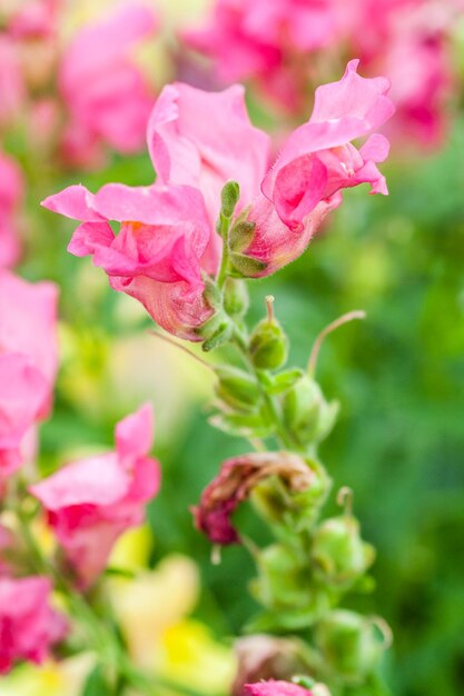 Blossoming flowers on the street of different colors