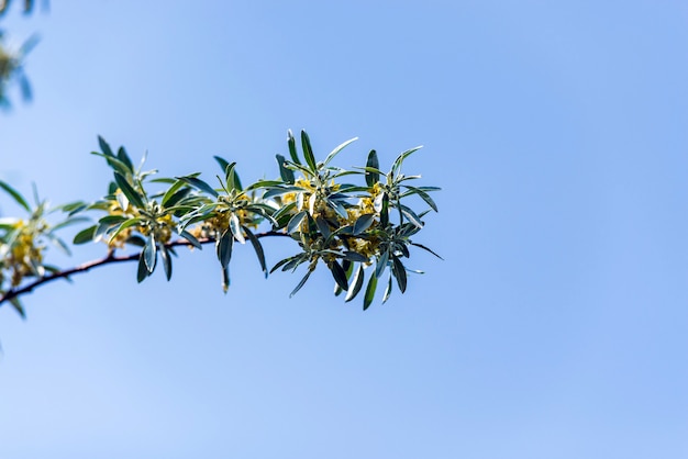 Blossoming flowers on the tree branch