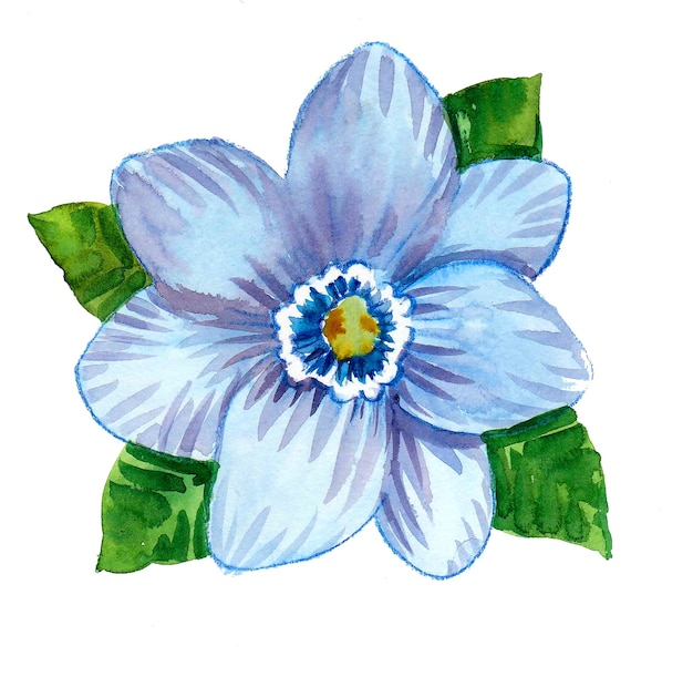 Blossoming flowers on white background