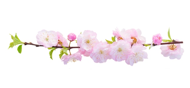 Blossoming fresh pink sacura cherry  tree branches with flowers against white background