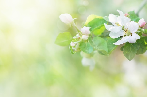 Foto sfondo del ramo di un albero da frutto in fiore spazio di copia sfondo di primavera