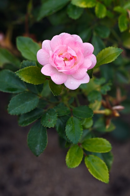 Blossoming garden flowers