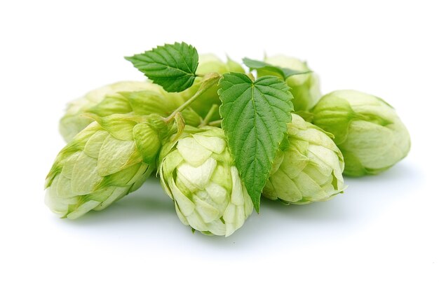 Blossoming hop with leaves