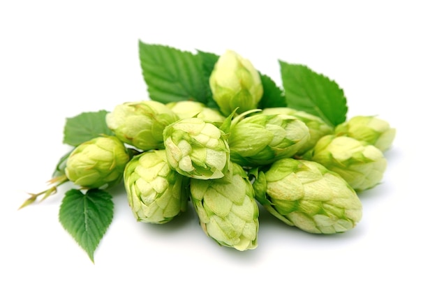 blossoming hop