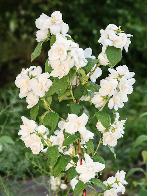 晴れた夏の日に開花するジャスミンの茂み。庭で育つジャスミンの枝。浅い被写界深度。