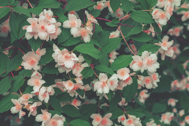 Blossoming jasmine flower in the garden vintage color