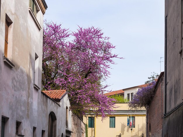 Blossoming judas tree in Padua city in spring