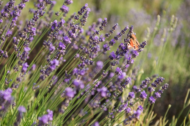 Blossoming Lavender flowers and butterfly