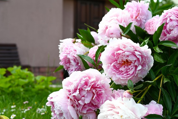 Blossoming light pink peony flowers in the garden natural seasonal floral background with copy space