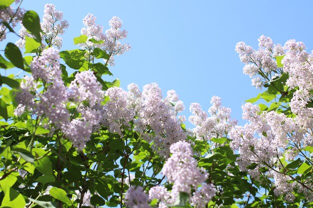 a blossoming lilac bush of light purple color against the blue sky