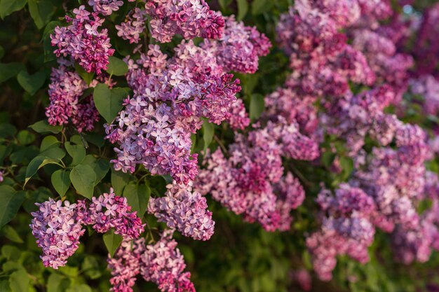 Blossoming lilac bush, in spring garden, selected focus