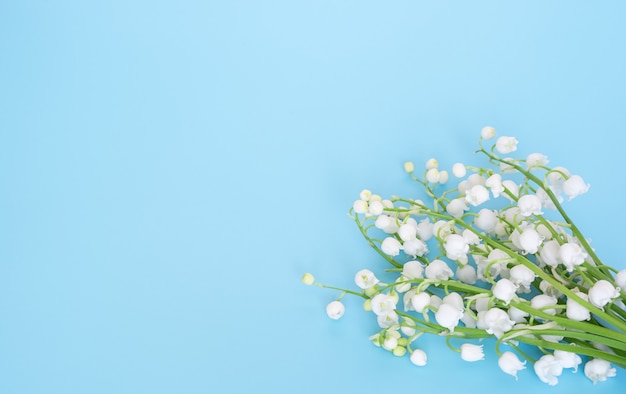 Blossoming lily of the valley on blue background. copy space.