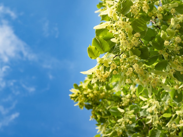 Blossoming linden trees on blue sky.