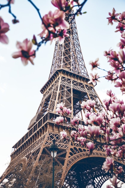 Photo blossoming magnolia against the background of the eiffel tower