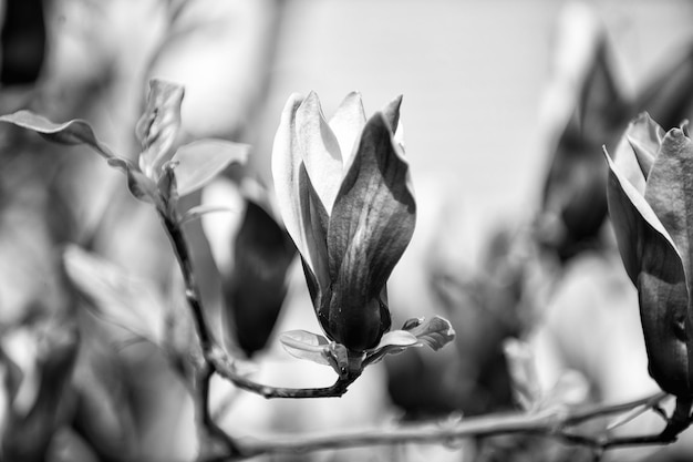 Blossoming magnolia branch with purple flowers on blurred background