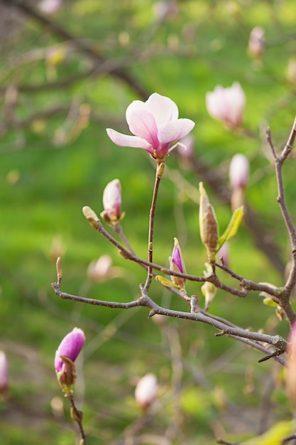 Blossoming of magnolia flowers in spring time, floral background