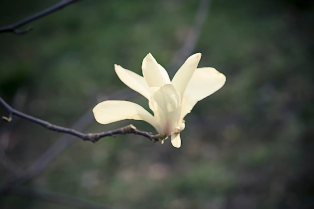Цветение цветов магнолии весной, винтажное хипстерское изображение ретро-арта