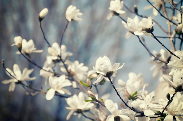 春のマグノリアの花の開花、レトロなヴィンテージヒップスター画像