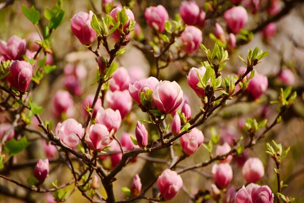 春のレトロなヴィンテージヒップスター画像でマグノリアの花の開花