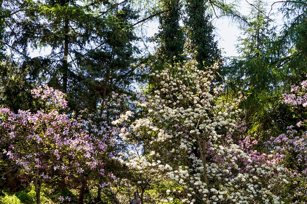 Blossoming of magnolia flowers in spring time