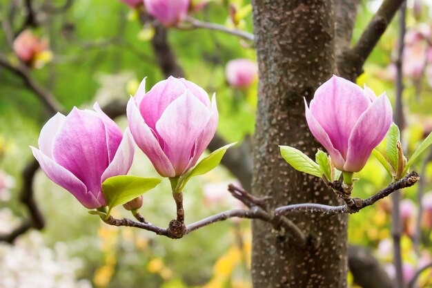 春のモクレンの花の開花