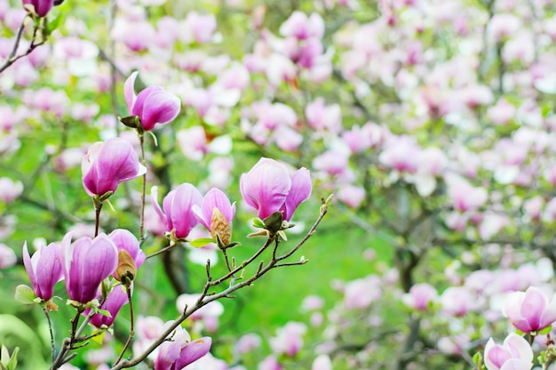 Blossoming of magnolia flowers in spring time