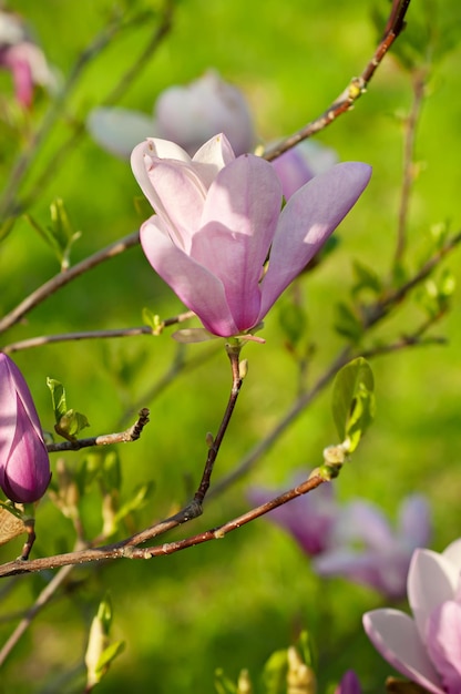 春にモクレンの花の開花