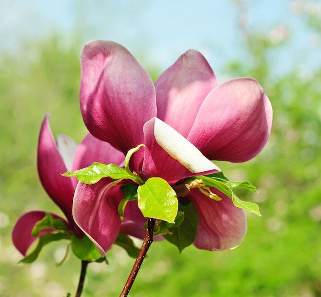 Blossoming of magnolia flowers in spring time