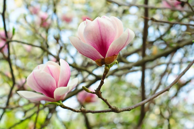 Photo blossoming of magnolia flowers in spring time