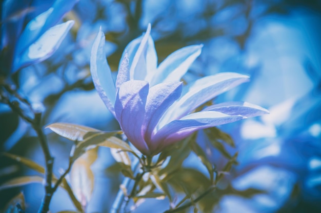 Blossoming magnolia flowers Springtime