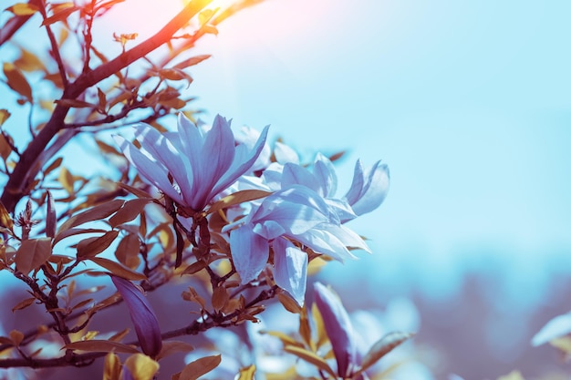 Blossoming magnolia flowers Springtime