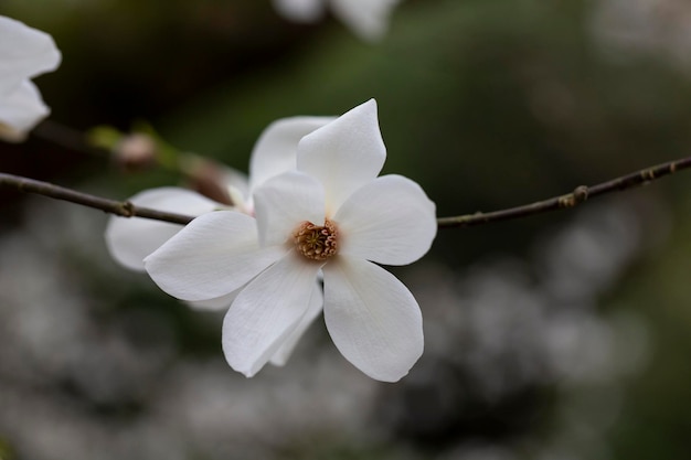 blossoming Magnolia kobus flower closeup in spring