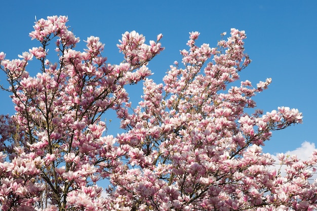 푸른 하늘에 꽃이 만발한 목련 나무